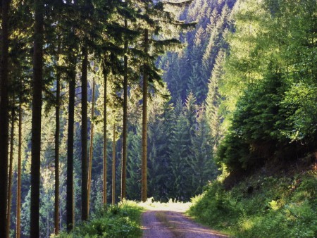 Unterwegs in unserem Wald