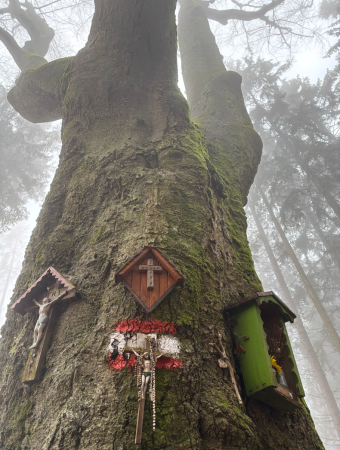 Die Bilderbuche bei Thal